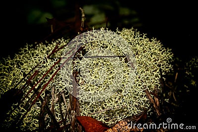 Deer Moss of central Florida Stock Photo